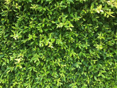 doğa yaprak yeşil arka plan