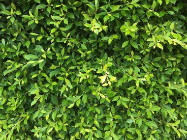 doğa yaprak yeşil arka plan