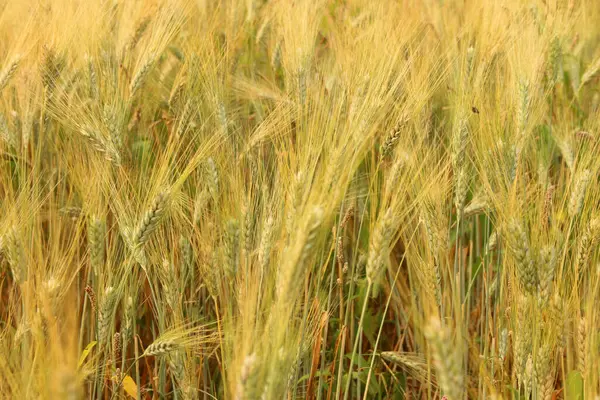 A fields of ready for harvest ripe barley or rye