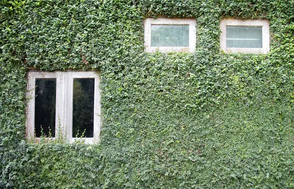 The background wall is covered with green ivy leaves.