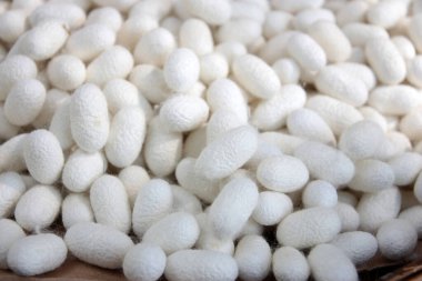 Bambu sepetinde ipek böceği kozaları