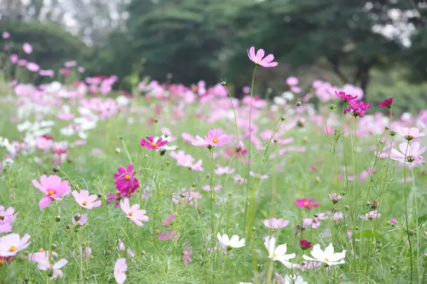 stock image Field of colorful cosmos flowers