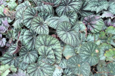 Top view various begonia leaves background clipart