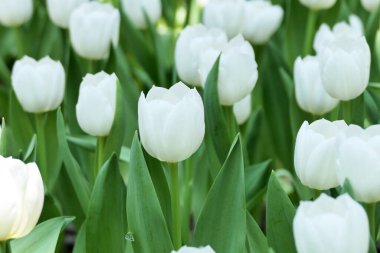 Tulips flower beautiful in garden plant