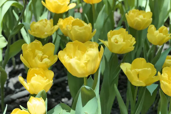 Тюльпани Квітка Красива Садовій Рослині — стокове фото