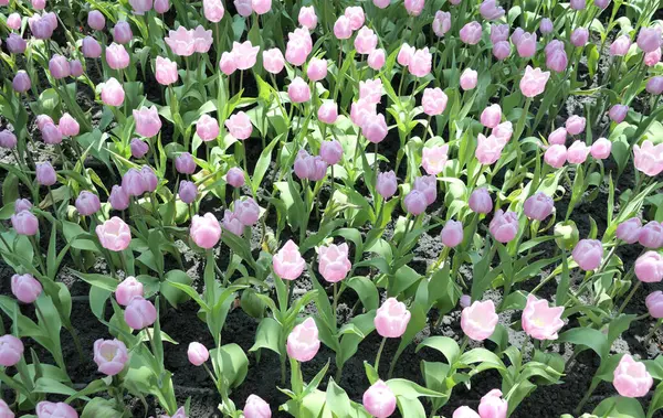 Tulpen Bloem Mooi Tuin Plant — Stockfoto