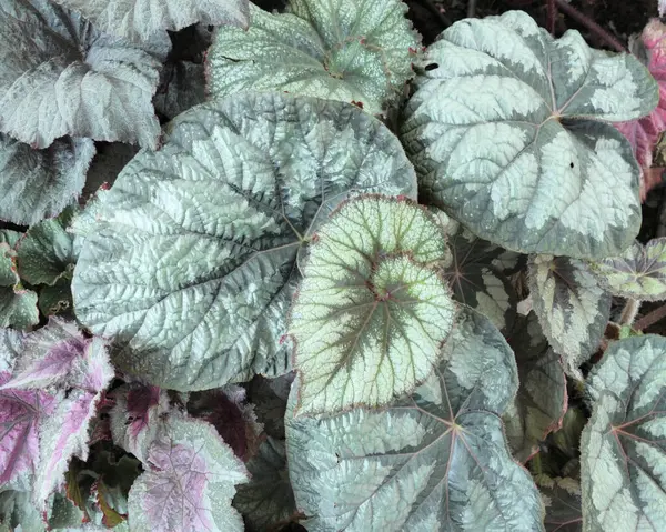 Bovenaanzicht Diverse Begonia Bladeren Achtergrond — Stockfoto