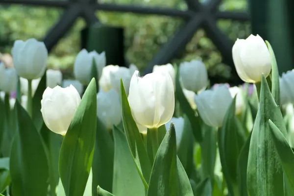 Tulipes Fleur Belle Dans Plante Jardin — Photo