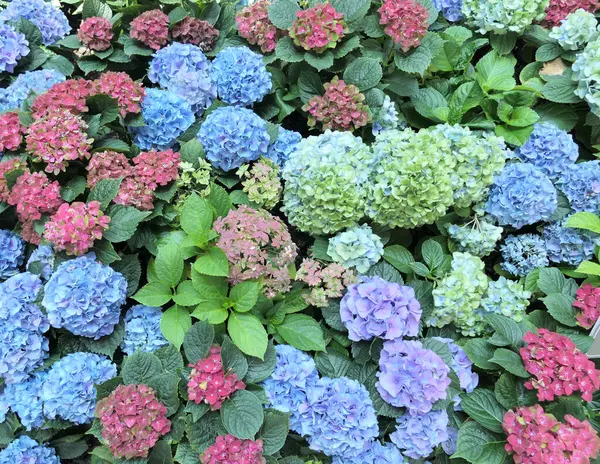 Kleurrijke Hortensia Struiken Bloem Achtergrond — Stockfoto