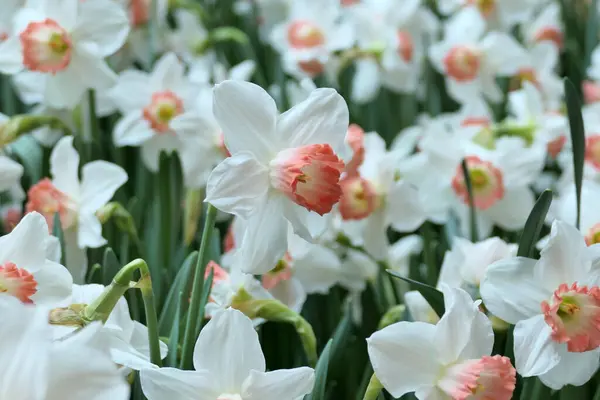 Narciso Blanco Pink Parasol Daffodil —  Fotos de Stock