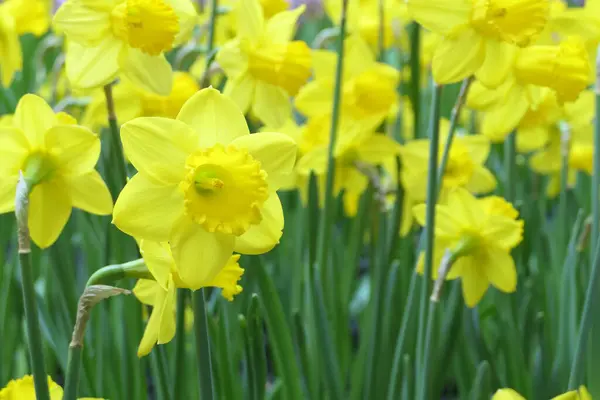 Квітучі Нарциси Або Жовті Нарциси Весняному Саду — стокове фото