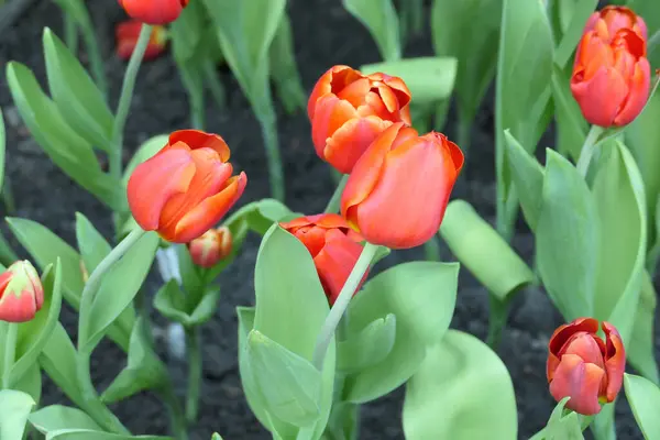 Tulipes Fleur Belle Dans Plante Jardin — Photo