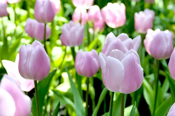 Flor Tulipanes Hermosa Planta Jardín —  Fotos de Stock