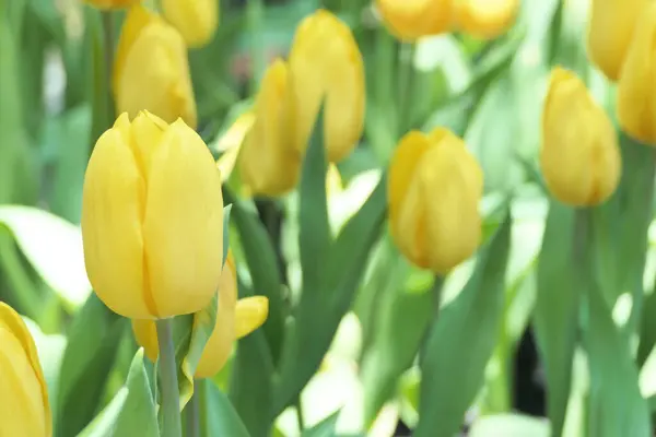 Тюльпани Квітка Красива Садовій Рослині — стокове фото
