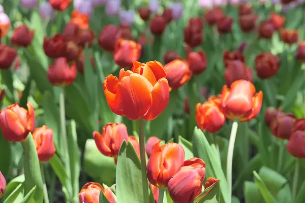 Tulpen Blühen Schön Garten — Stockfoto