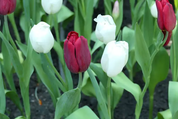 Tulips Flower Beautiful Garden Plant — ストック写真