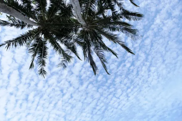 Palmboom Bladeren Witte Blauwe Lucht Achtergrond — Stockfoto