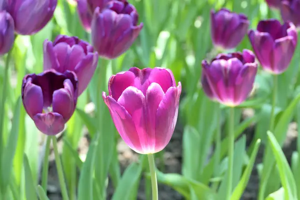 花园里的郁金香花美丽极了 — 图库照片#
