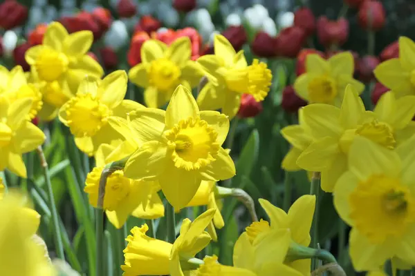 在春天的花园里开花的水仙花或黄色的水仙花 — 图库照片