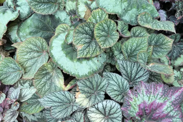 Πάνω Άποψη Διάφορα Φύλλα Begonia Φόντο — Φωτογραφία Αρχείου