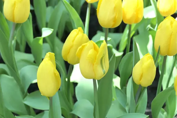 Tulips Flower Beautiful Garden Plant — стоковое фото