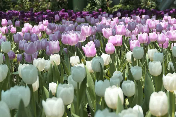 Tulips Flower Beautiful Garden Plant — ストック写真