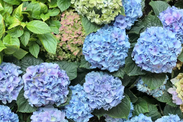Renkli Ortanca Çalıları Çiçek Arkaplanı — Stok fotoğraf