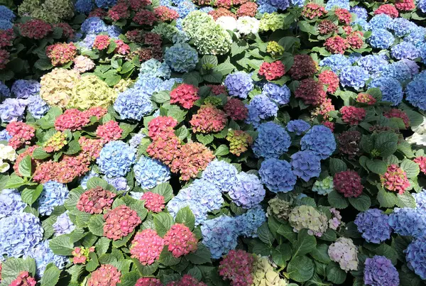 Bunte Hortensien Sträucher Blume Hintergrund — Stockfoto