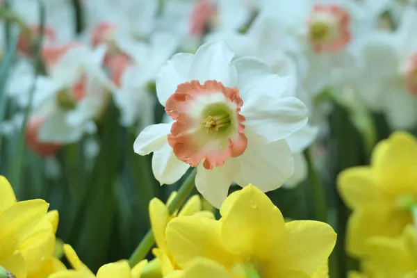 Белый Нарцисс Pink Parasol Daffodil — стоковое фото