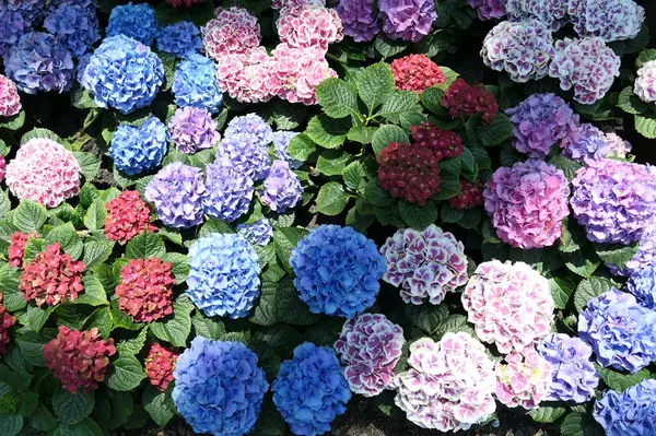 Coloridos Arbustos Hortensias Fondo Flores —  Fotos de Stock
