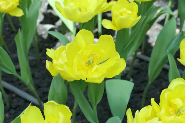 Tulips Flower Beautiful Garden Plant — Stok fotoğraf