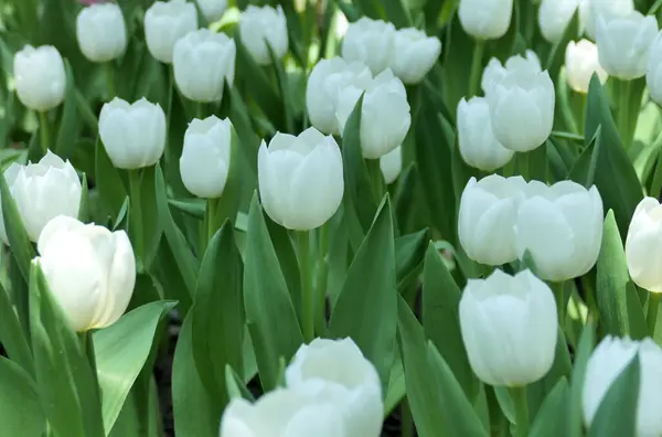 Tulips Flower Beautiful Garden Plant — Stok fotoğraf