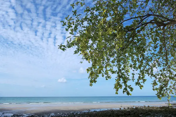 空に葉の枝があるビーチシーサイド — ストック写真