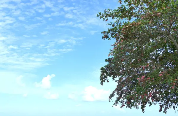 Zelené Listy Strom Jasně Modrá Obloha Pozadí — Stock fotografie