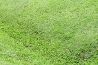 Doku arkaplanı için taze yeşil çimen alanı