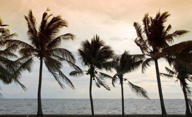Gün batımında sahilde siluet hindistan cevizi palmiyeleri. Klasik ton