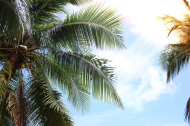 Hindistan cevizi palmiyesi arkaplanından yeşil izin