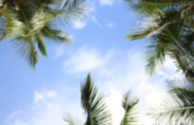 Hindistan cevizi palmiyesi arkaplanından bulanık yeşil izin