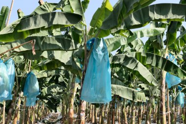 Muz demetleri böcekleri uzak tutmak için plastik torbalarla kaplıdır.