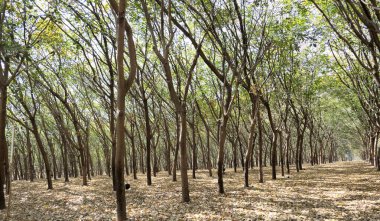 Kauçuk tarlaları sıraya dizilir ve tıkırdatılmaya hazırdır.
