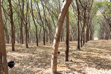 Kauçuk tarlaları sıraya dizilir ve tıkırdatılmaya hazırdır.