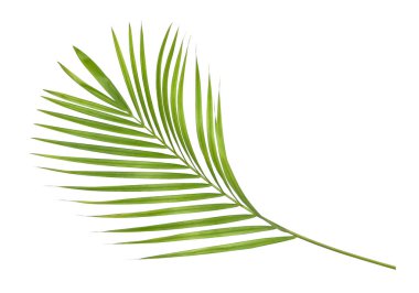 Beyaz arkaplanda yeşil palmiye yaprakları izole