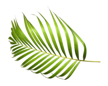 Beyaz arkaplanda yeşil palmiye yaprakları izole