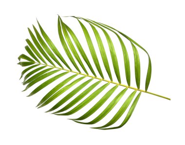 Beyaz arkaplanda yeşil palmiye yaprakları izole