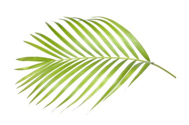 Beyaz arkaplanda yeşil palmiye yaprakları izole