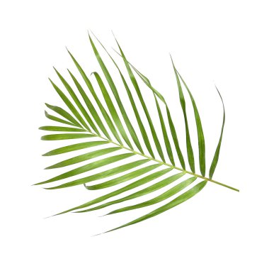 Beyaz arkaplanda yeşil palmiye yaprakları izole