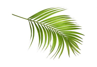 Beyaz arkaplanda yeşil palmiye yaprakları izole