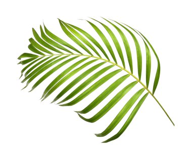 Beyaz arkaplanda yeşil palmiye yaprakları izole