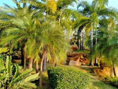 shady trees in the city park