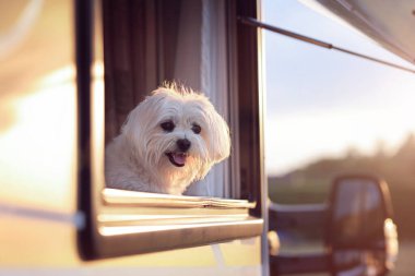 Dog looking out of motorhome or caravan window on vacation clipart